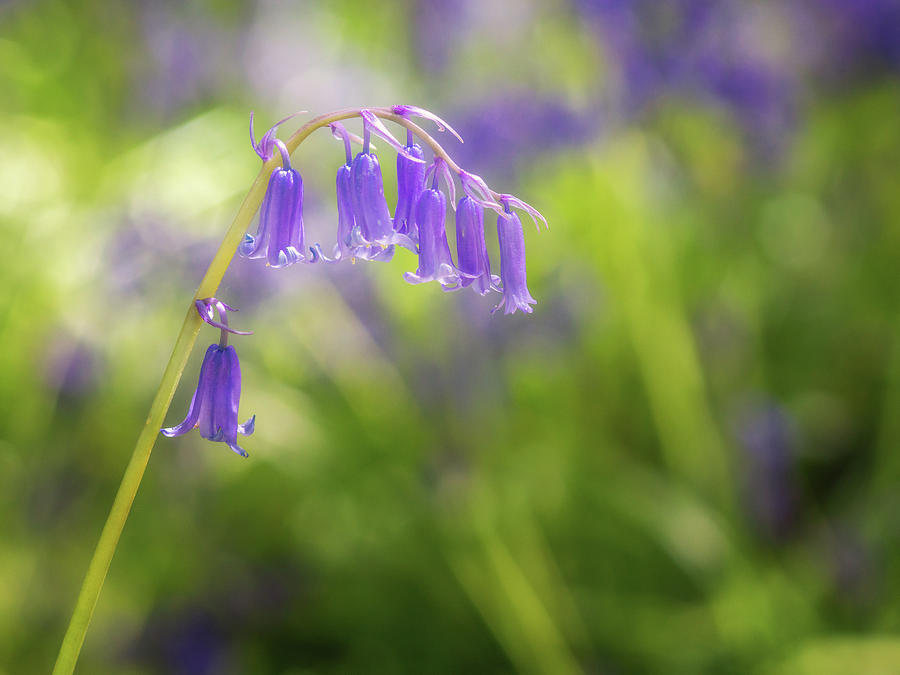 Bluebell Heads Photograph by Framing Places
