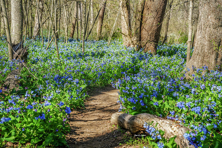 Bluebell Hike Photograph by Dale R Carlson