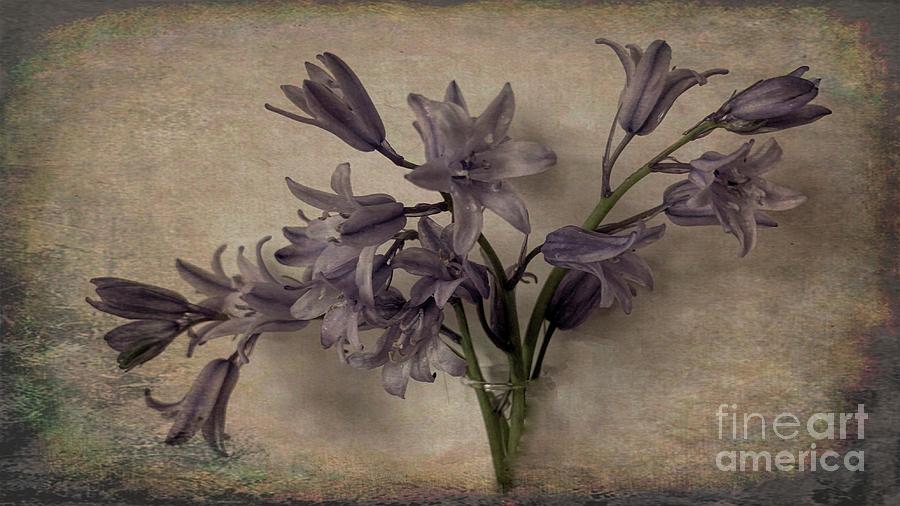 Bluebells in Grunge Photograph by Luther Fine Art