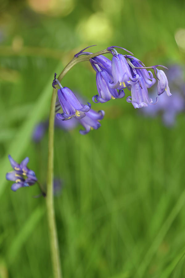 Bluebell Photograph by Kuni Photography