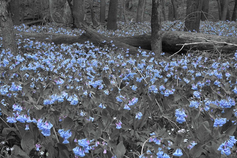 Bluebell Patch Photograph by Dylan Punke