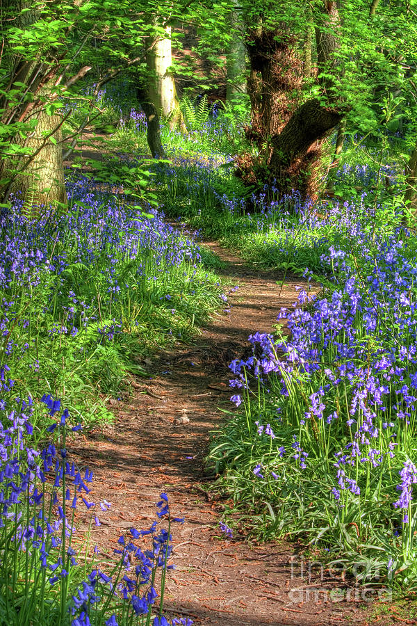 Bluebell Path, Middleton Woods, Ilkley Photograph by Tom Holmes Photography