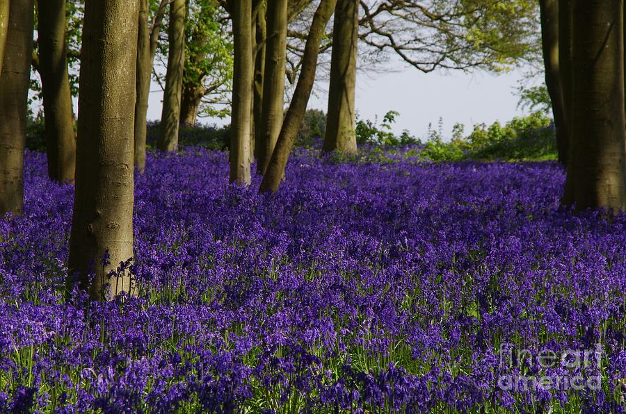 Bluebell Spring - Hyacinthoides non-scripta Photograph by Lesley Evered