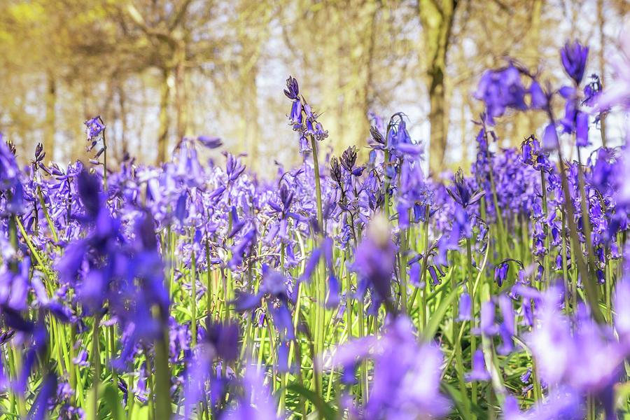 Bluebell View Photograph by Framing Places