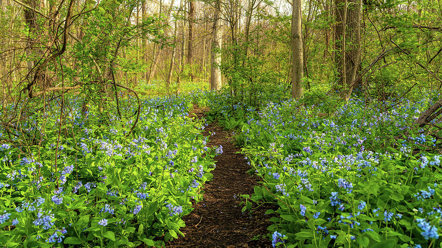 Bluebell Way Photograph by Rod Best