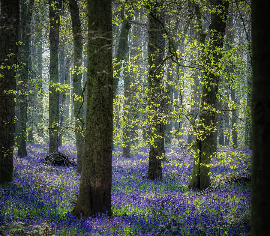 Bluebell wood 1 Photograph by Remigiusz MARCZAK