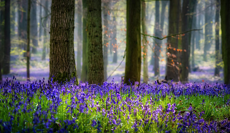 Bluebell wood 2 Photograph by Remigiusz MARCZAK