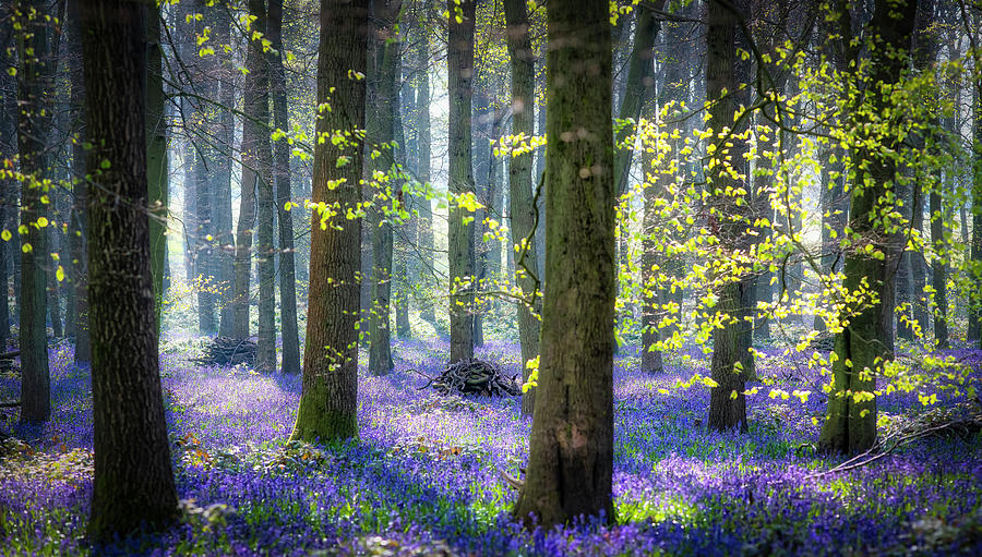 Bluebell wood 3 Photograph by Remigiusz MARCZAK