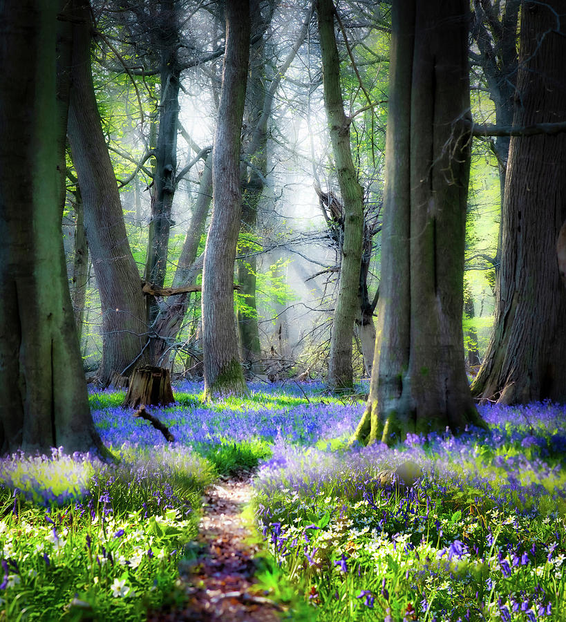 Bluebell wood 4 Photograph by Remigiusz MARCZAK