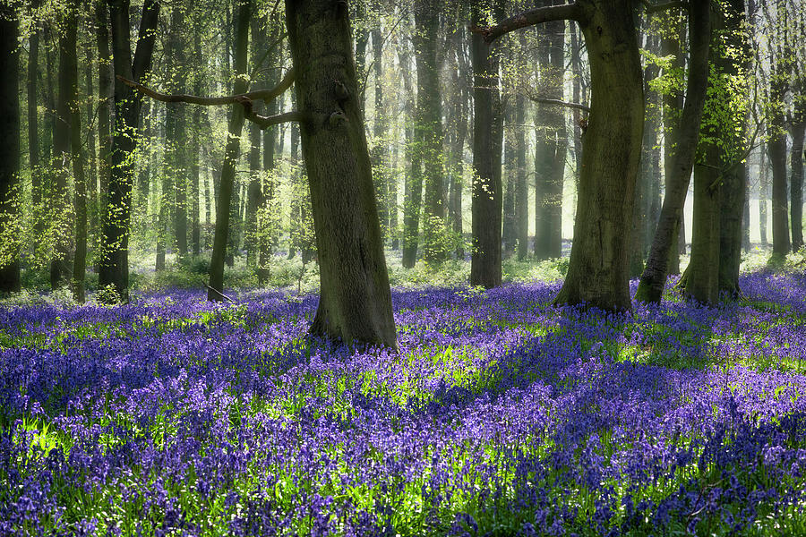 Bluebell wood 5 Photograph by Remigiusz MARCZAK