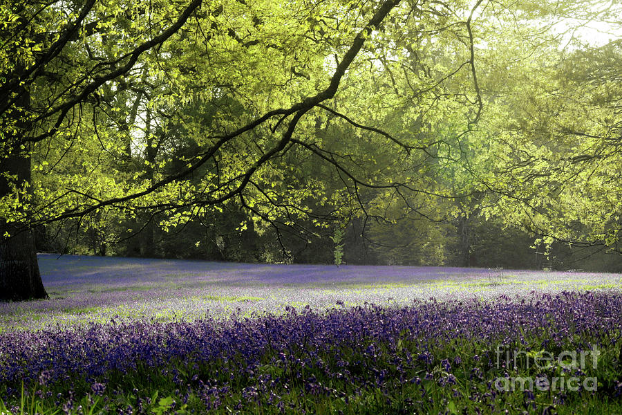 Bluebell Wood at Sunset Photograph by Terri Waters