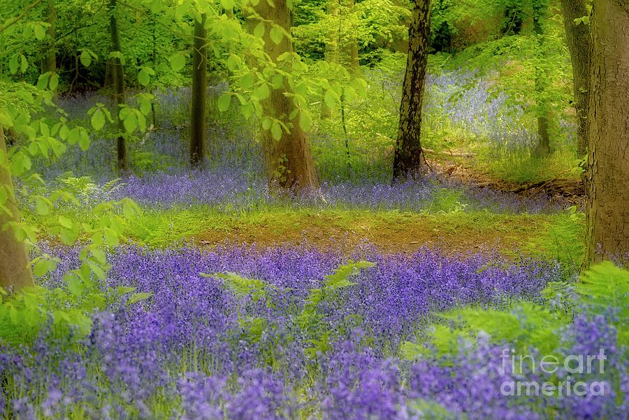 Bluebell Wood Canvas Photograph by Martyn Arnold