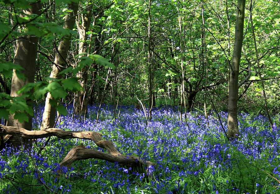 Bluebell Wood Photograph by Judith Rowe