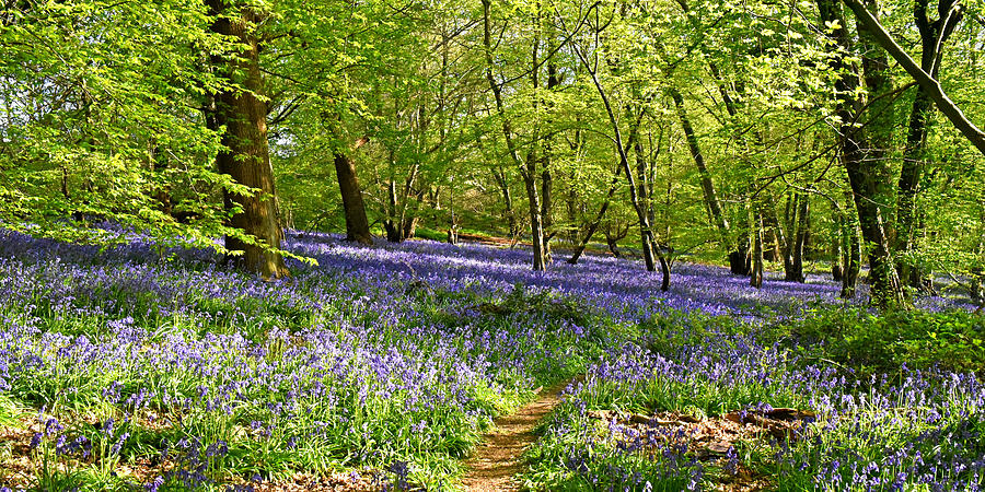 Bluebell Wood Panorama Photograph by Gill Billington
