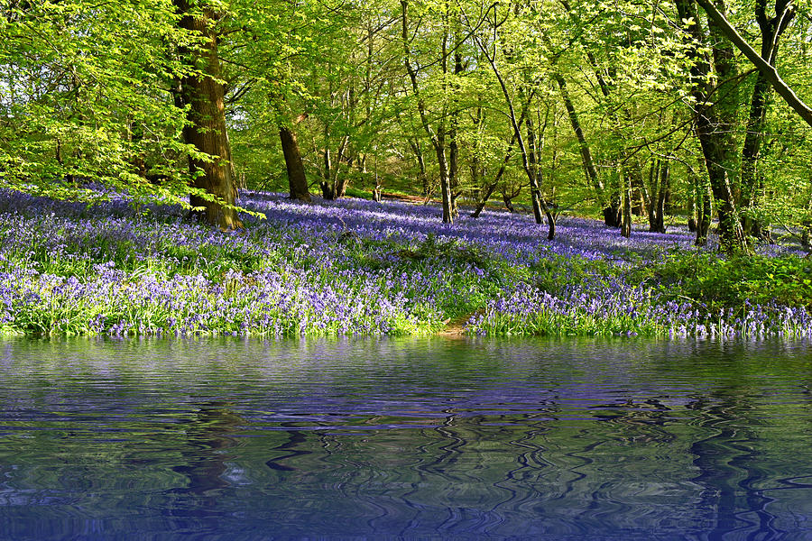 Bluebell Wood Reflections Photograph by Gill Billington