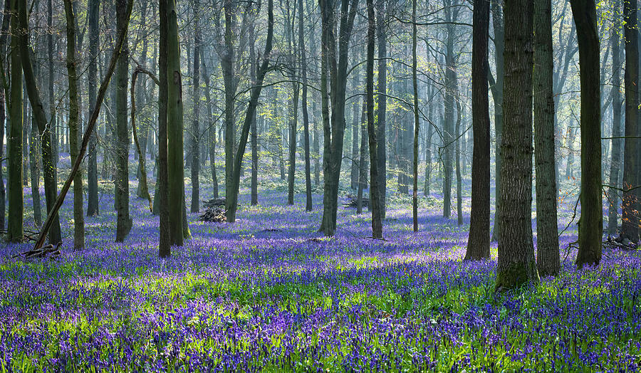 Bluebell wood Photograph by Remigiusz MARCZAK