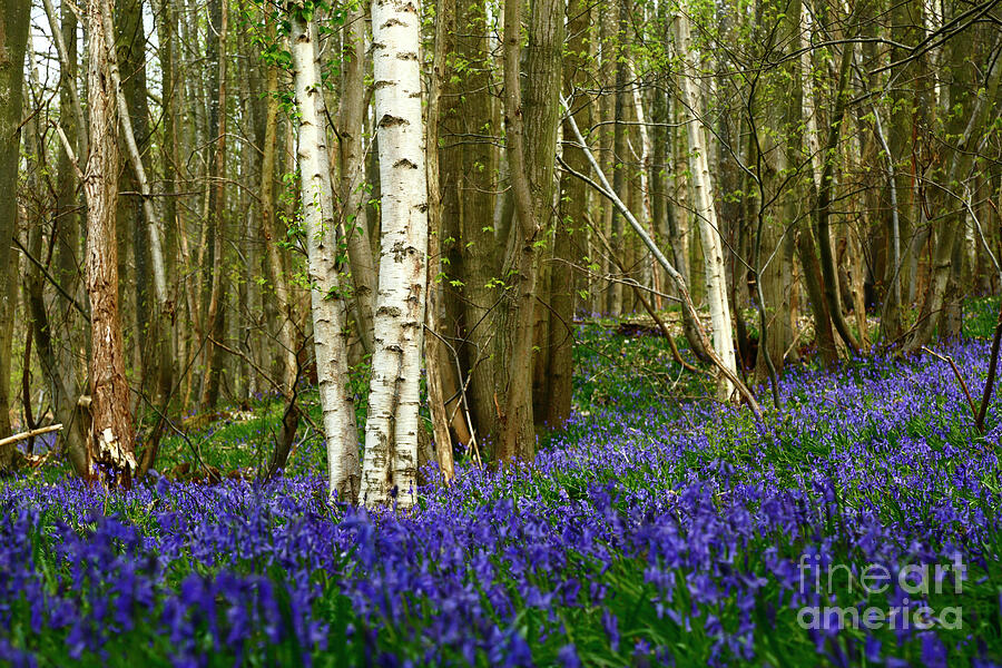 Nature Photograph - Bluebell Woodland and Birch Tree Trunks England by James Brunker