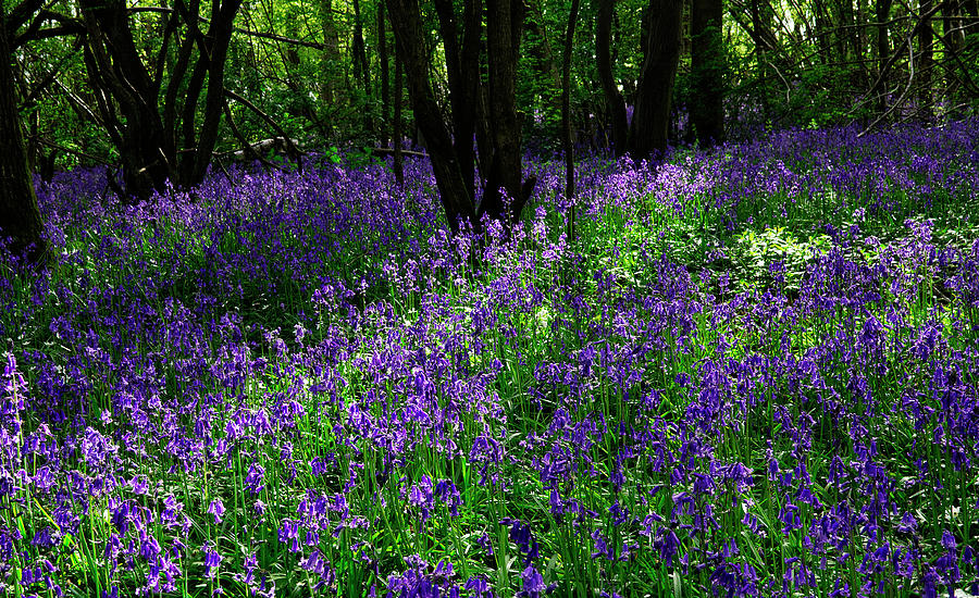 Bluebell Woodland Photograph by Geoff Whiting