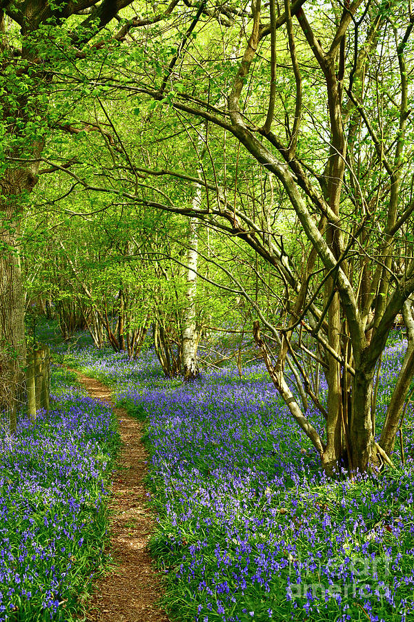 Bluebell Woodland Trail Kent England Photograph by James Brunker