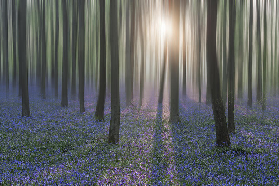 Bluebell Woods Photograph by Graham Custance Photography