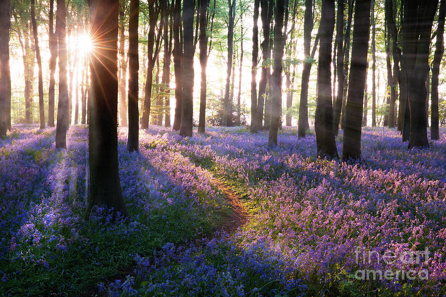 Bluebell woods path sunrise in Norfolk England Photograph by Simon Bratt
