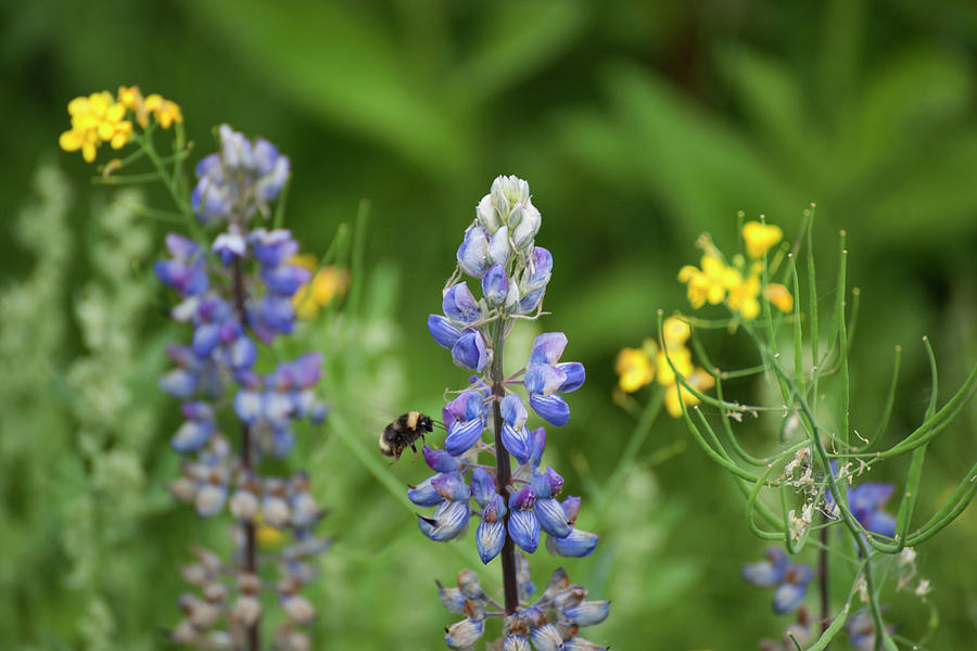 Bluebells Alaska Photograph by Robert Braley - Fine Art America