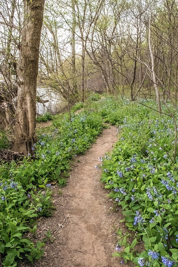 Spring Photograph - Bluebells Along the River by Teresa Hughes