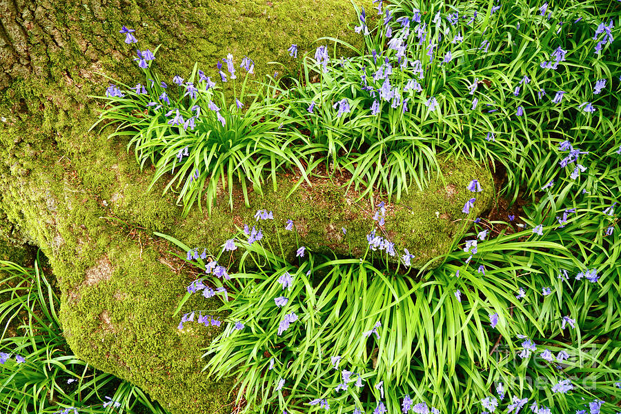 Bluebells and Mossy Oak Tree Roots Photograph by James Brunker