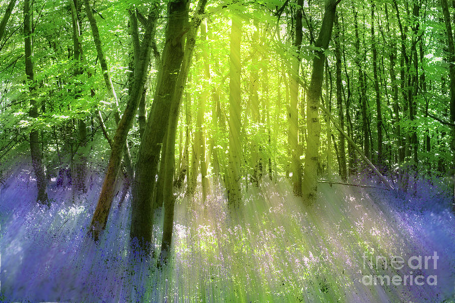 Bluebells and Sunbeams Photograph by Alison Chambers - Fine Art America