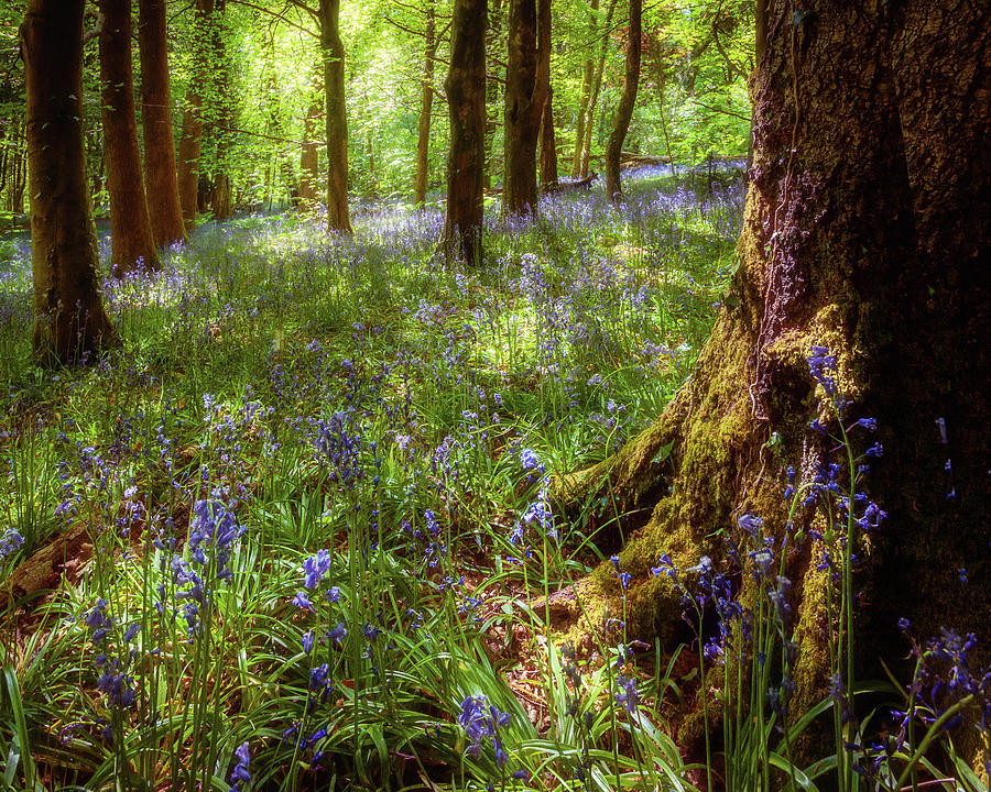 Bluebells and Sunlight Photograph by Richard Downs