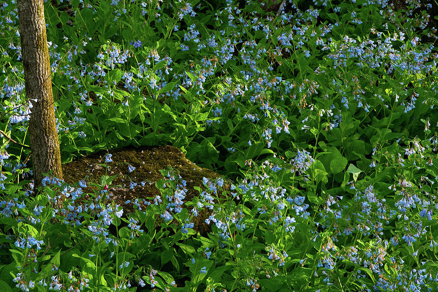 Bluebells at St. Francois State Park Photograph by Steve Stuller