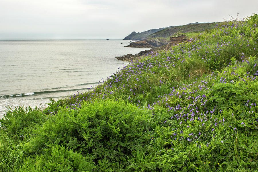 Bluebells by The Sea Photograph by Ruth Crofts Photography
