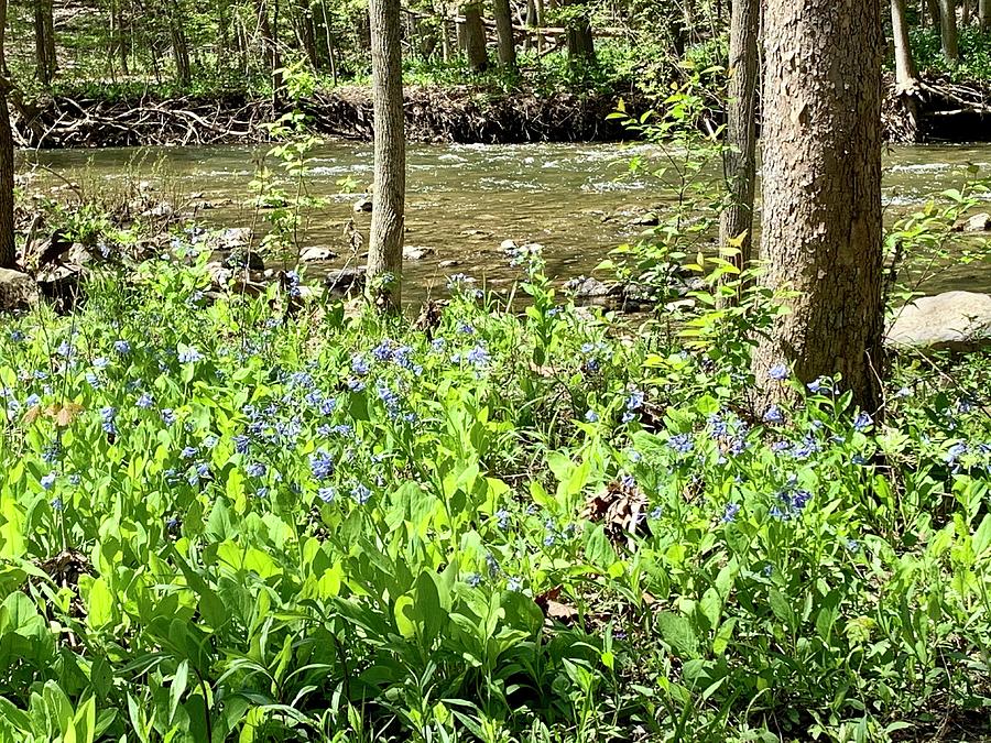 Bluebells by the stream Photograph by Mary Courtney