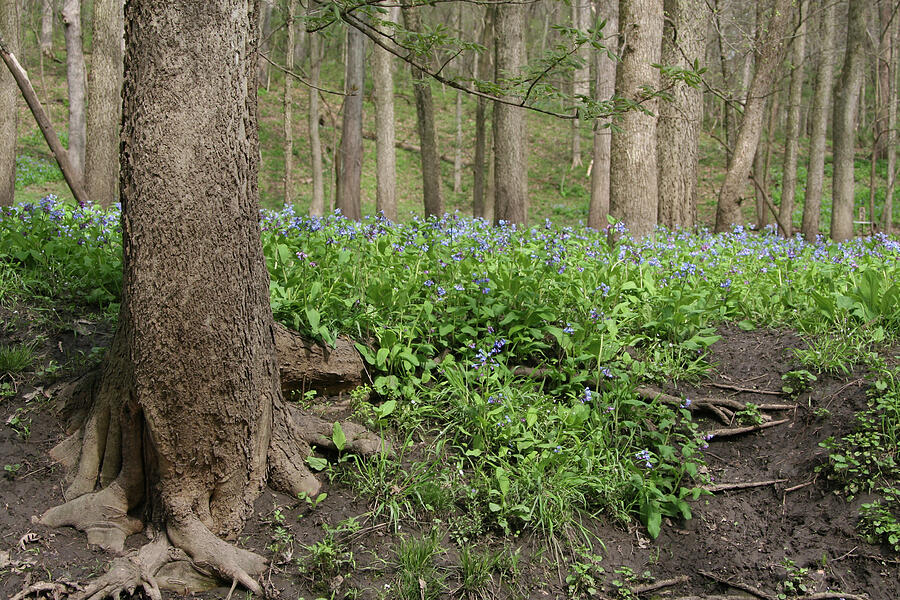 Bluebells Cross Photograph by Dylan Punke Bluebells Cross Photograph by Dylan Punke