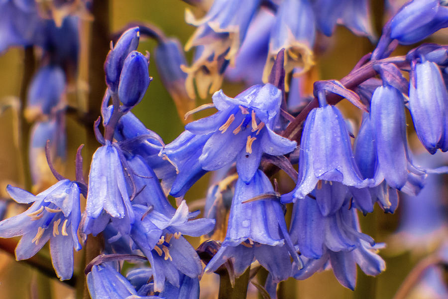 Bluebells Photograph by Dianne Milliard