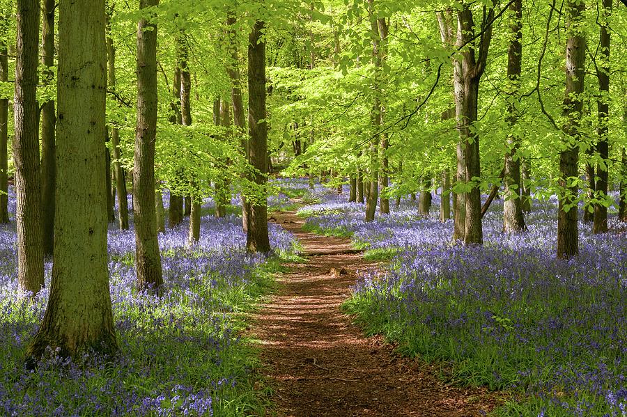 Bluebells, Dockey Wood, England Photograph by Sarah Howard
