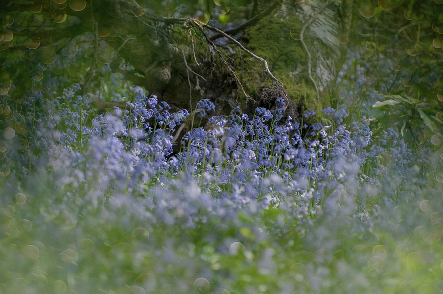 Spring Photograph - Bluebells Down in the Woods by Suesy Fulton