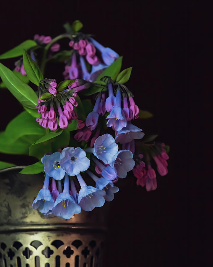 Bluebells in Art Deco Vase  Photograph by Holly Ross