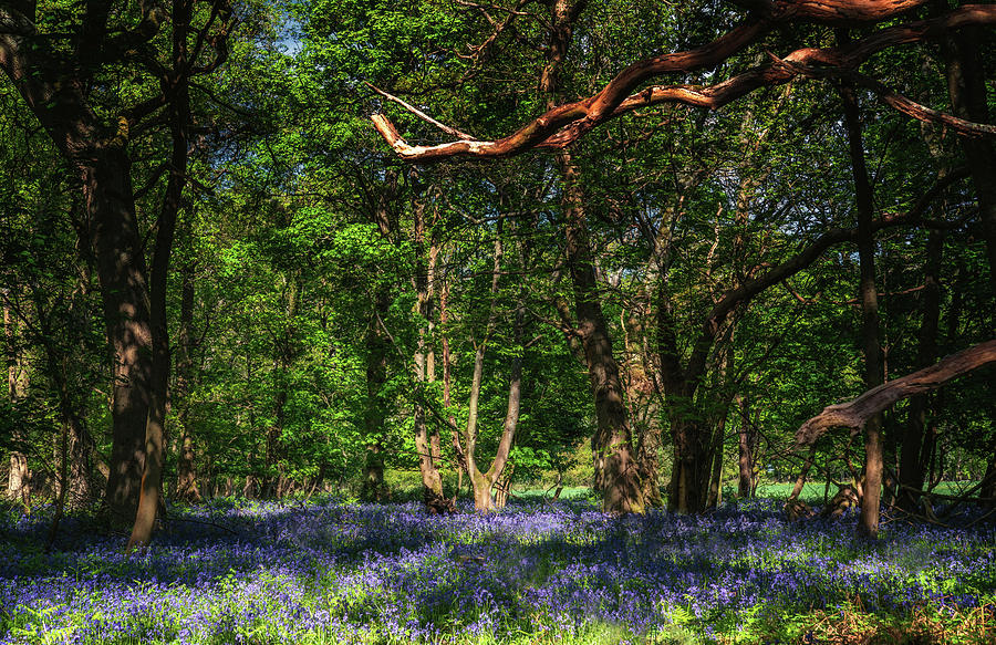 Bluebells in Bones Wood Photograph by Framing Places