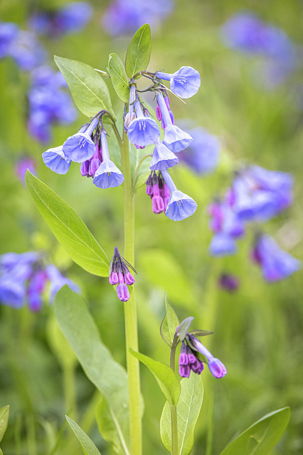 Bluebells in Spring Photograph by Patti Deters