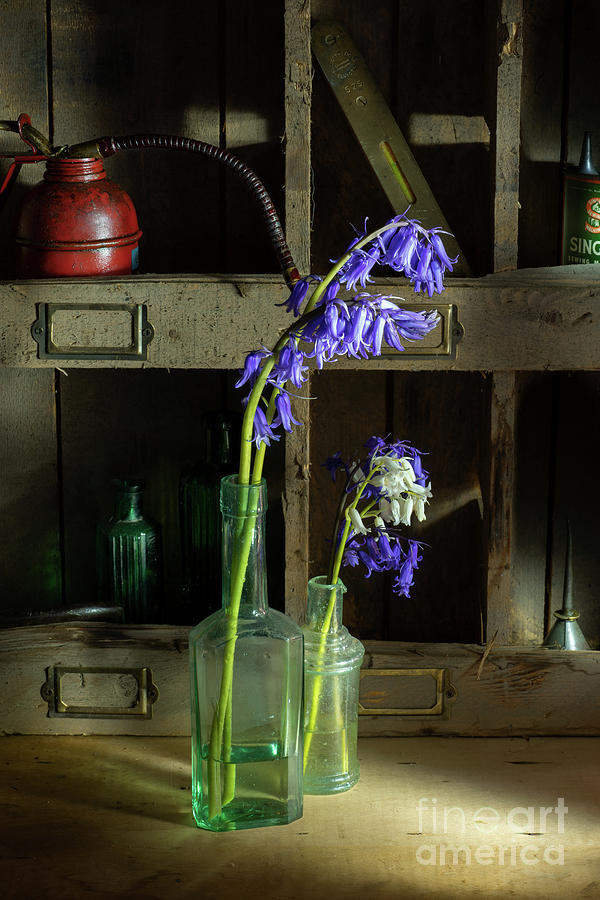 Bluebells in the Workshop Photograph by Ann Garrett