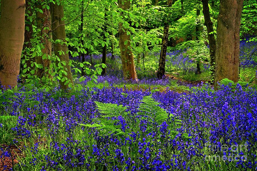 Bluebells in Woodland Photograph by Martyn Arnold