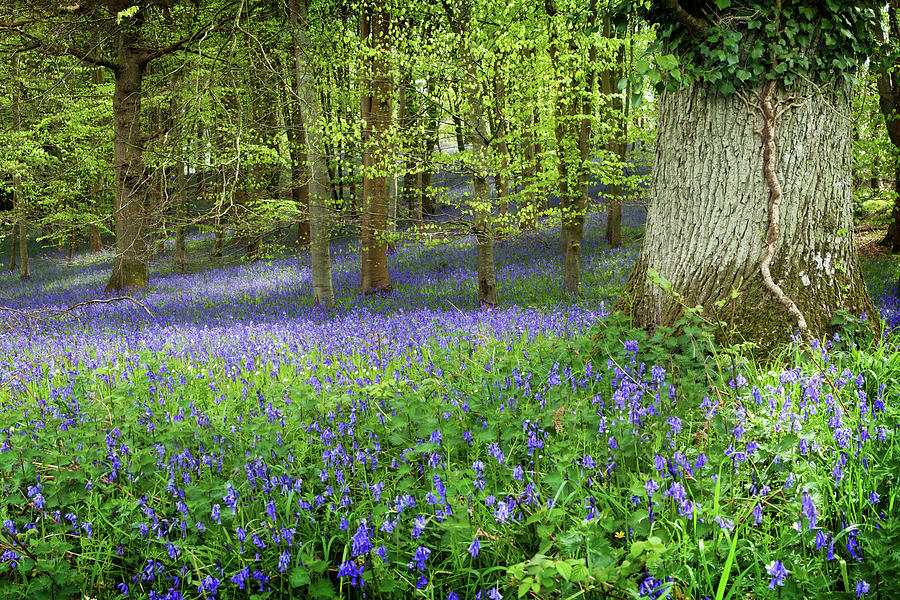 Bluebells in woods near Warminster, Wiltshire, Uk Photograph by Victoria Ashman