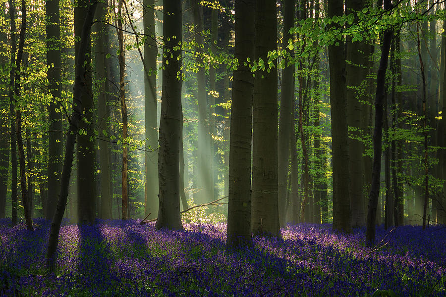 Bluebells Photograph by Martin Podt - Fine Art America