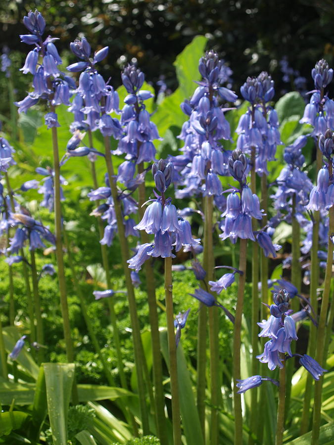 Bluebells Photograph by Michaela Perryman - Fine Art America