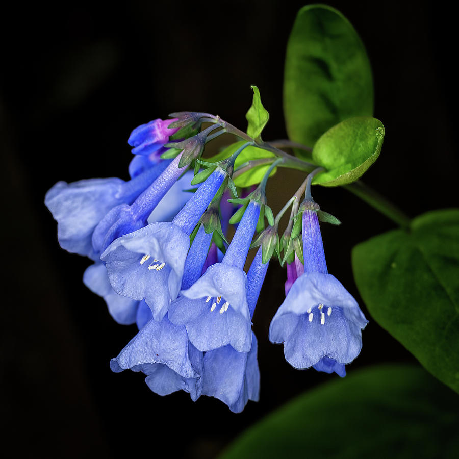 Bluebells Photograph by Winnie Chrzanowski Bluebells Photograph by Winnie Chrzanowski