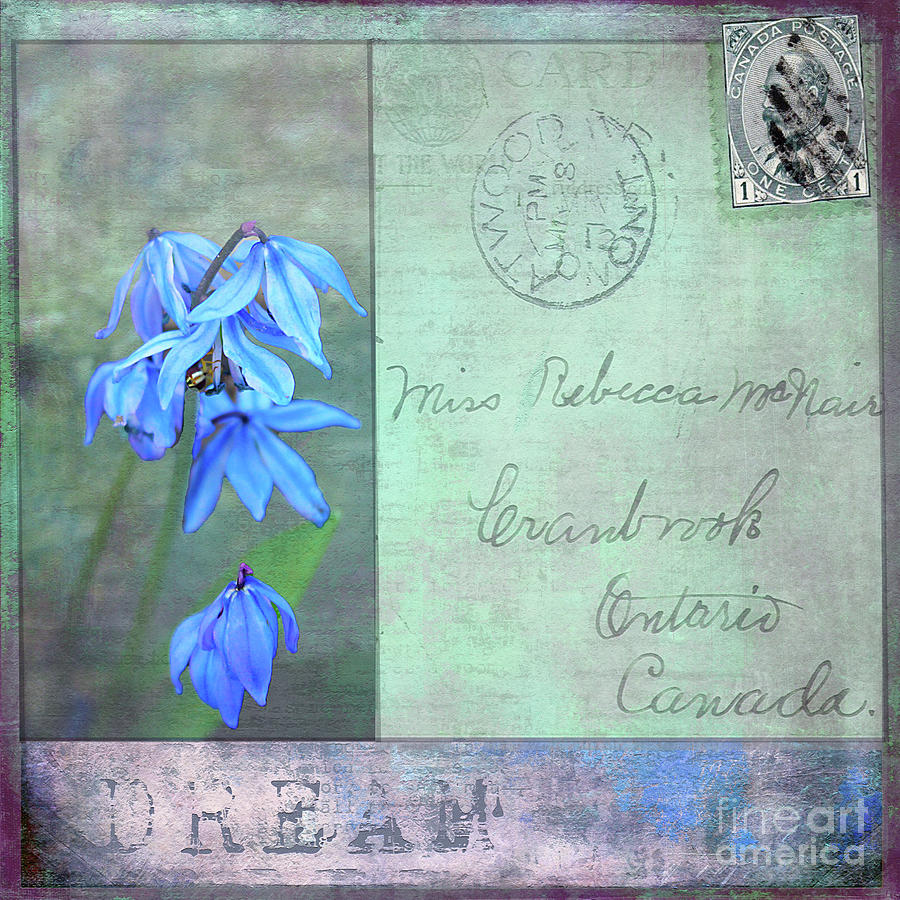 Bluebells Write To Dream Photograph by Nina Silver