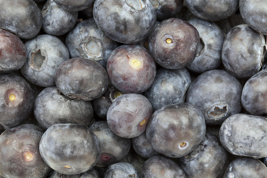Blueberries Photograph by Andrew Dernie