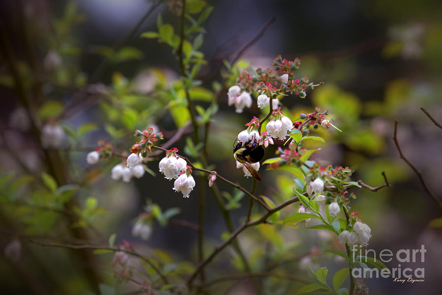 Blueberries Blossoms Photograph