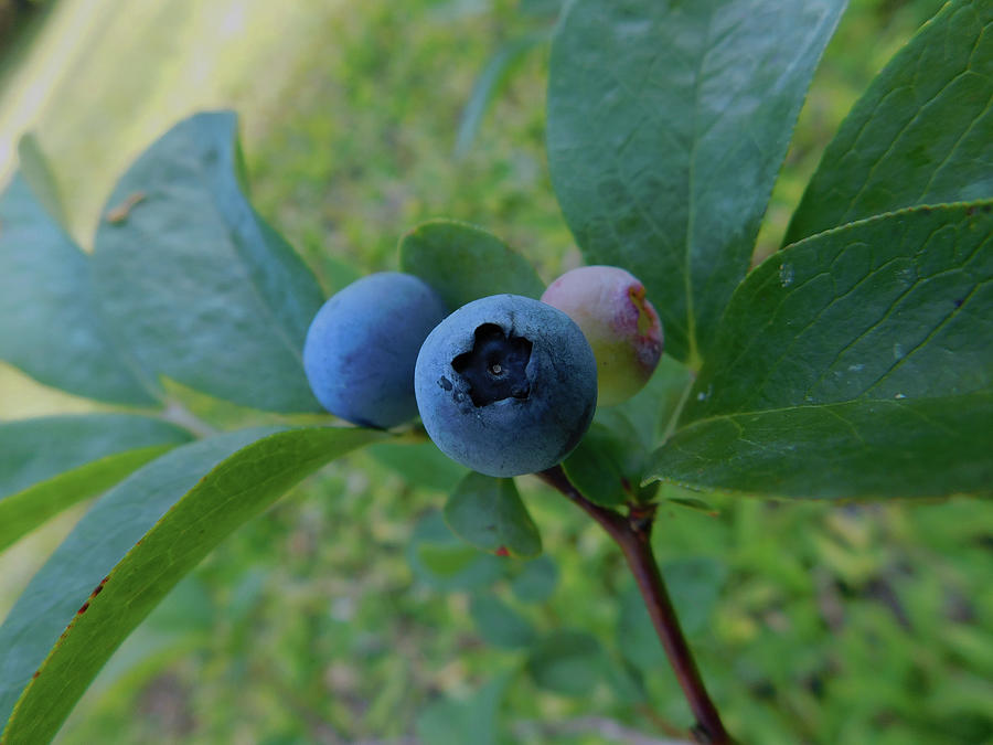 Blueberries Photograph by Carl Moore